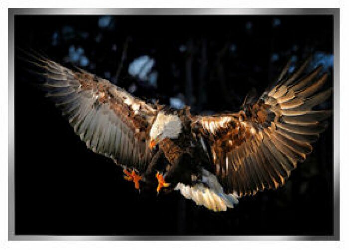 The painting "Eagle" on a mirror basis