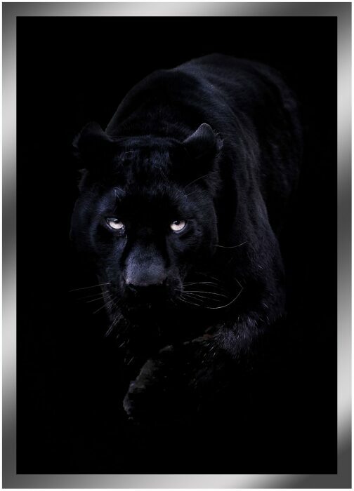 The painting "Crouching Panther" on a mirror basis