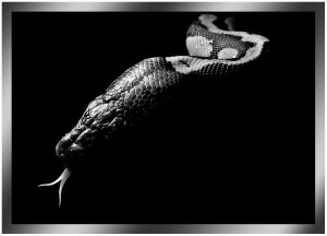 Painting "Python's Head" on a mirror base