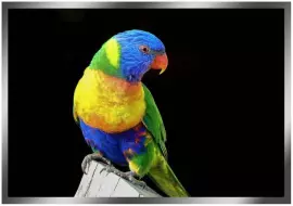 Painting “Parrot” on a mirror base
