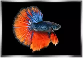 The painting “Goldfish” on a mirror base