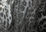 The painting "Leopard" on the mirror (Swarovski)