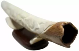 Композиция из бивня мамонта "Два карпа у лотоса"