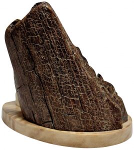 Mammoth tusk composition "Rock art"