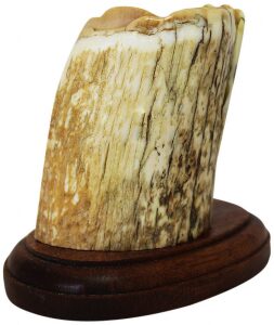 Mammoth tusk composition "In the Gorge"