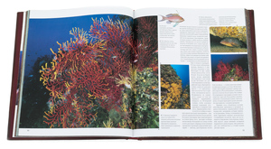 The leather-bound book "Diving"