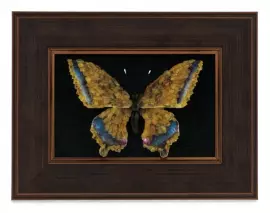 Amber panel "Butterfly"