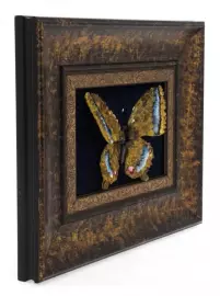 Amber panel "Butterfly"