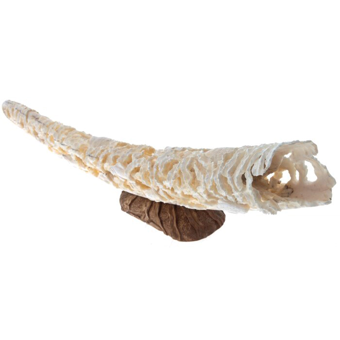 Walrus tusk composition "Underwater Kingdom" on a stand