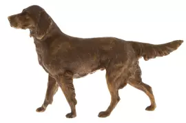 Статуэтка бронзовая "Сеттер большой"