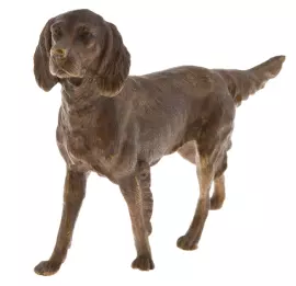 Статуэтка бронзовая "Сеттер большой"