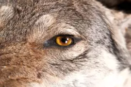 Ковёр из шкуры волка (серый)