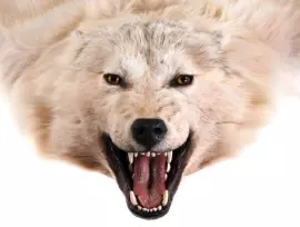 Ковёр из шкуры волка (белый)