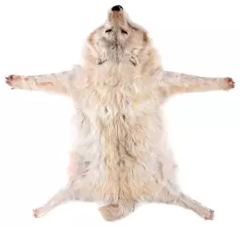 Ковёр из шкуры волка (белый)