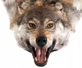 Ковер из шкуры волка (светло-серый)