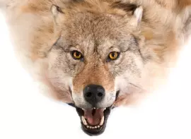 Ковер из шкуры волка (бежевый)