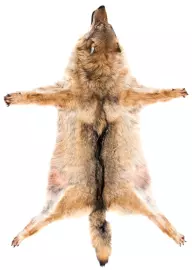 Ковер из шкуры волка (бежевый)