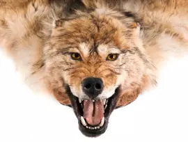 Ковёр из шкуры волка (рыжий)