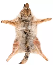 Ковёр из шкуры волка (рыжий)