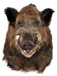 Чучело из головы кабана Чучело из головы кабана