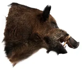 Чучело из головы кабана Чучело из головы кабана