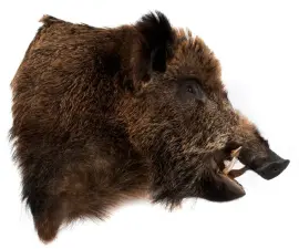 Чучело из головы дикого кабана Чучело из головы дикого кабана