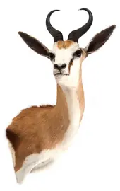 Чучело из головы спрингбока Чучело из головы спрингбока