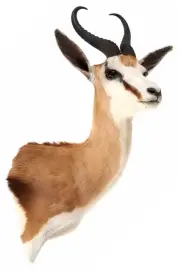 Чучело из головы спрингбока Чучело из головы спрингбока