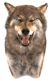 Чучело из головы волка Чучело из головы волка