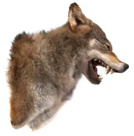 Чучело из головы волка Чучело из головы волка