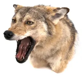 Чучело из головы волка (бежевый) Чучело из головы волка (бежевый)