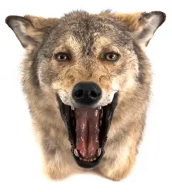 Чучело из головы волка (бежевый) Чучело из головы волка (бежевый)