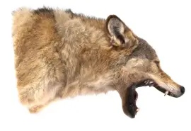 Чучело из головы волка (бежевый) Чучело из головы волка (бежевый)