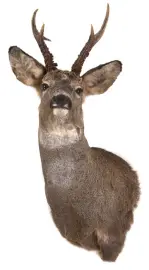Чучело из головы косули Чучело из головы косули