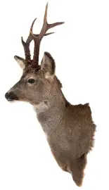 Чучело из головы косули Чучело из головы косули