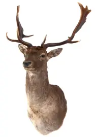 Чучело из головы лани Чучело из головы лани