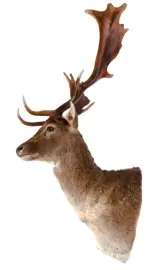 Чучело из головы лани Чучело из головы лани