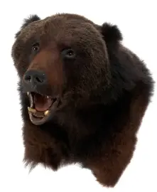 Чучело из головы медведя Чучело из головы медведя