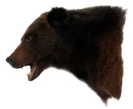 Чучело из головы медведя Чучело из головы медведя