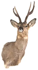 Чучело из головы косули (серый) Чучело из головы косули (серый)