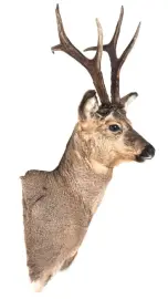 Чучело из головы косули (серый) Чучело из головы косули (серый)