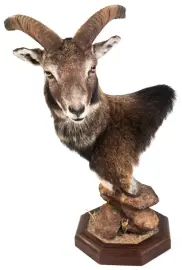 Чучело муфлона Чучело муфлона