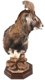 Чучело муфлона Чучело муфлона