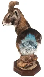 Чучело муфлона Чучело муфлона