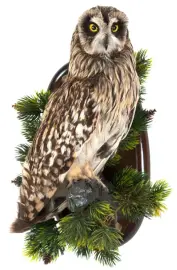 Чучело "Болотная сова" Чучело "Болотная сова"