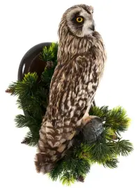 Чучело "Болотная сова" Чучело "Болотная сова"