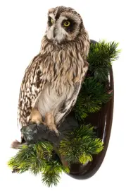 Чучело "Болотная сова" Чучело "Болотная сова"