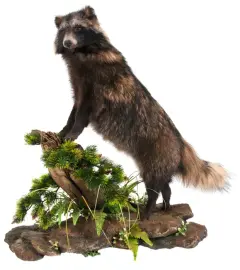 Композиция с чучелом енота Композиция с чучелом енота