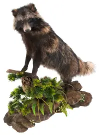 Композиция с чучелом енота Композиция с чучелом енота