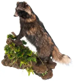 Композиция с чучелом енота Композиция с чучелом енота